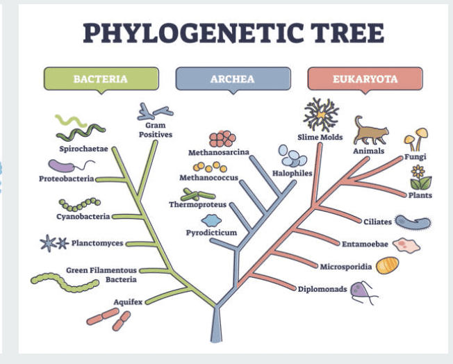 Cladogram generator