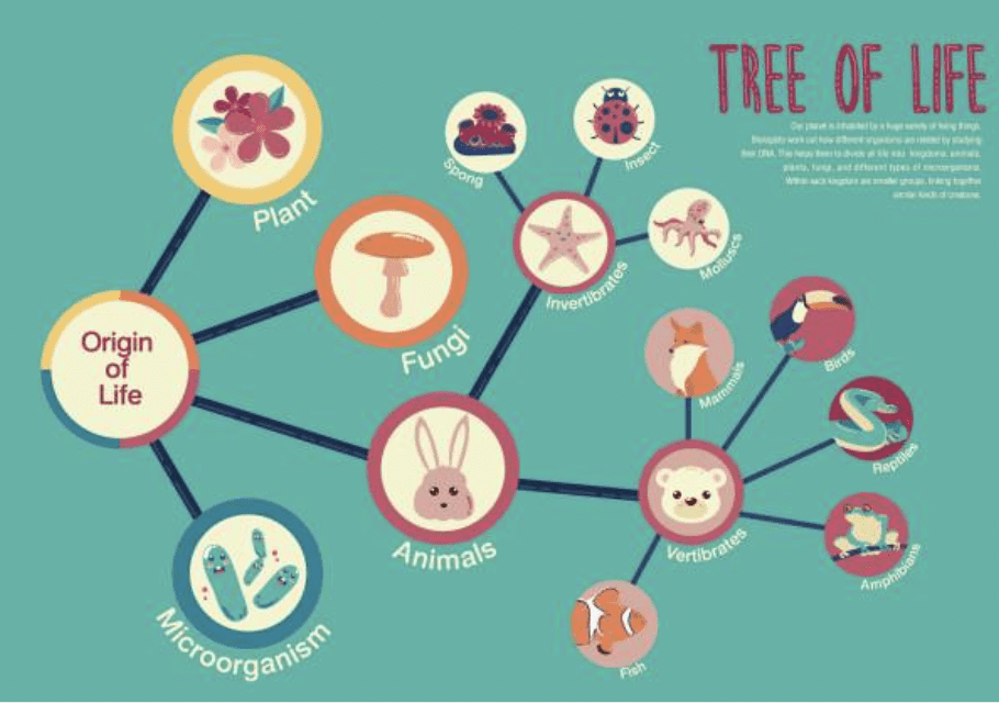 Cladogram generator