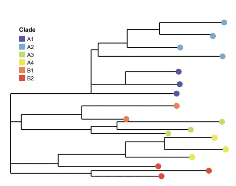 Cladogram generator tools
