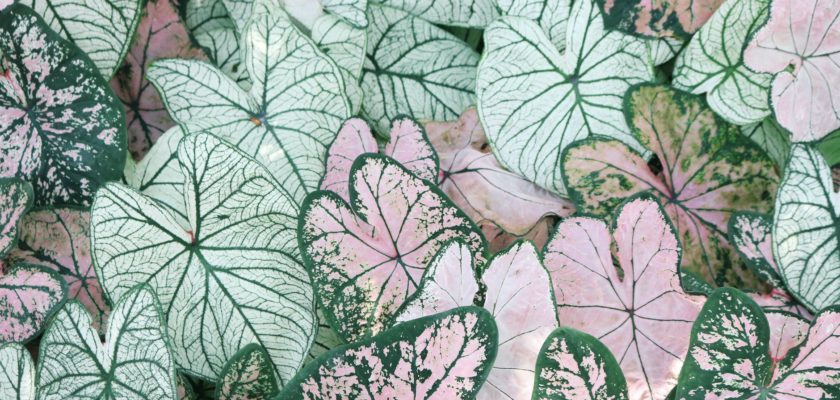 photo of leaves