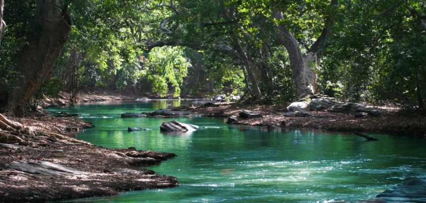 body of water between green leaf trees
