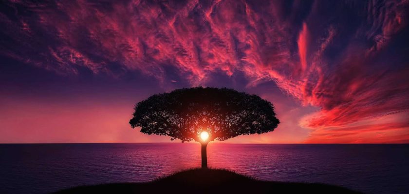 silhouette of tree near body of water during golden hour